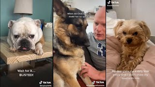 Dogs doing dog things part 7 by Trend Followers Tik Tok 11,773 views 2 years ago 5 minutes, 54 seconds