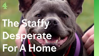 Can Staffy Help Boy Missing His Best Friend? The Dog House Dog Stories