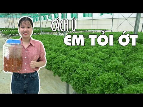 Video: Sâu hại tỏi thường gặp là gì - Mẹo Kiểm soát Sâu bọ Tỏi