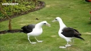 Albatross Dance Par-TAY