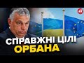 Чому Орбан не любить Україну?