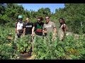 Strain Hunters Jamaica Expedition (Full Length)