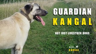 GUARDIAN KANGAL: NOT JUST LIVESTOCK GUARDIAN DOGS | TURKISH KANGAL DOGS | 10 MONTH OLD KANGAL by Ash The Kangal 1,220 views 1 year ago 11 minutes, 6 seconds