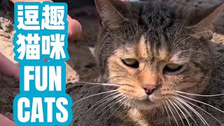 搞笑猫咪们 FUNNY CATS 逗趣猫咪 KITTY 滑稽猫咪视频