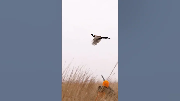 The best place to hunt pheasant is _________. VOTE...