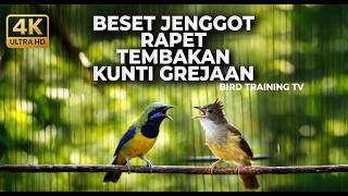 🔴 Live Besetan Tajam Cucak Jengot Speed Rapat vs Cucak Cungkok Super Gacor Isian Kunti Greja