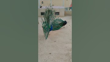 #Mashallah #Multan #DHA #Zoo