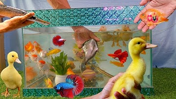 Tổng hợp các loại cá cảnh đẹp, video động vật dễ thương, vịt con, cá cánh dơi, hồng két, cá ba đuôi