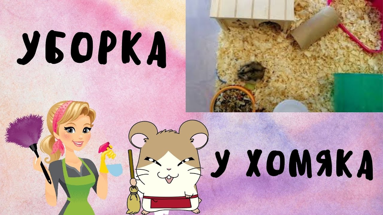 Уборка у хомяка | Джунгарик - самый не вонючий грызун | Хомяки - YouTube