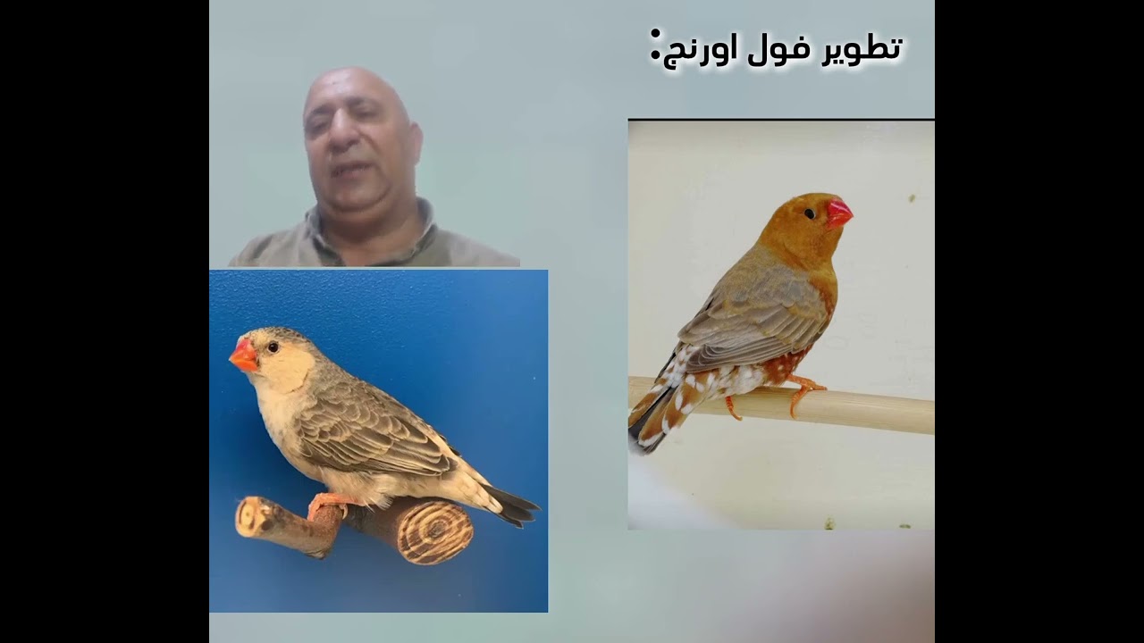 تطوير تركيبة الفول اورنج