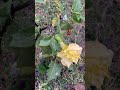 Isne to rang hi Badal liya#terracegardenindia#plantsofindia#gardenidea#plantsofindia #funny#plant