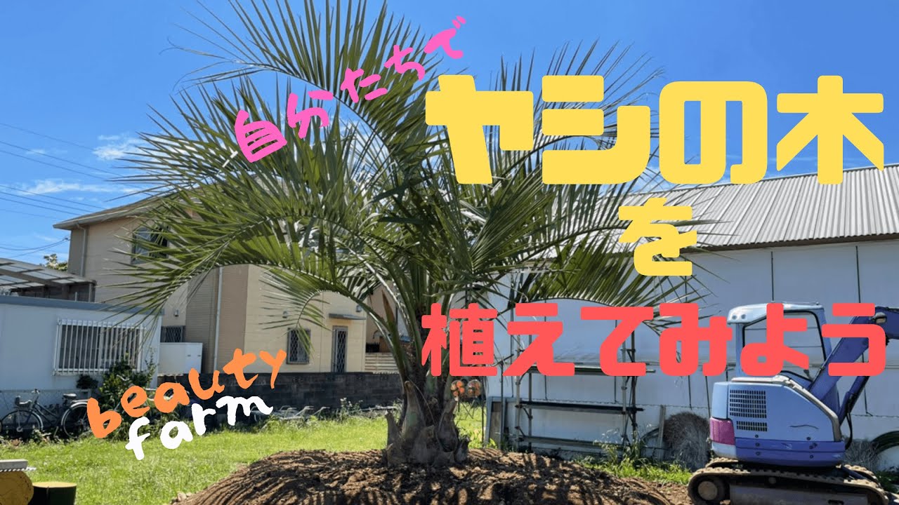 【自分たちでヤシの木を植える】シンボルツリーをGET