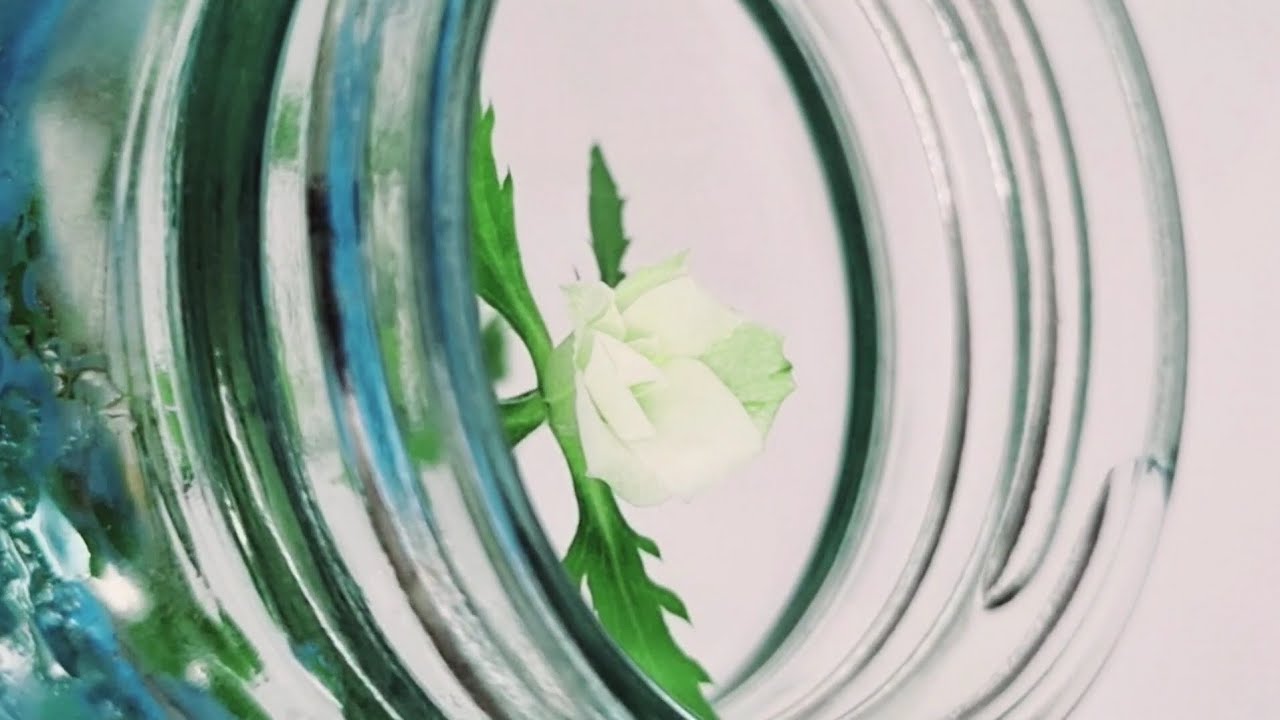 White rose tissue culture