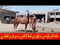 Aisi ghodi  kahi se nahi mile gi beautiful horses for sale