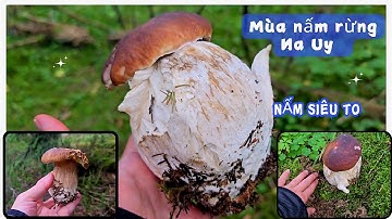 Tìm hái nấm rừng tự nhiên/ nấm đùi gà/ nấm mồng gà/  Đang vào Mùa Nấm rừng ở Na Uy