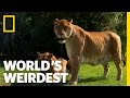 Lions Tigers and Ligers  Worlds Weirdest