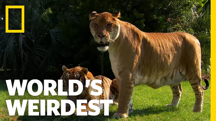 Lions, Tigers and Ligers! | World's Weirdest