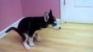 Husky puppy at pet store, piddled and pooped. *-*