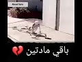 حالات واتس اب جديدة مضحكة 😂 عن الامتحان والمدرسة 📚 2019