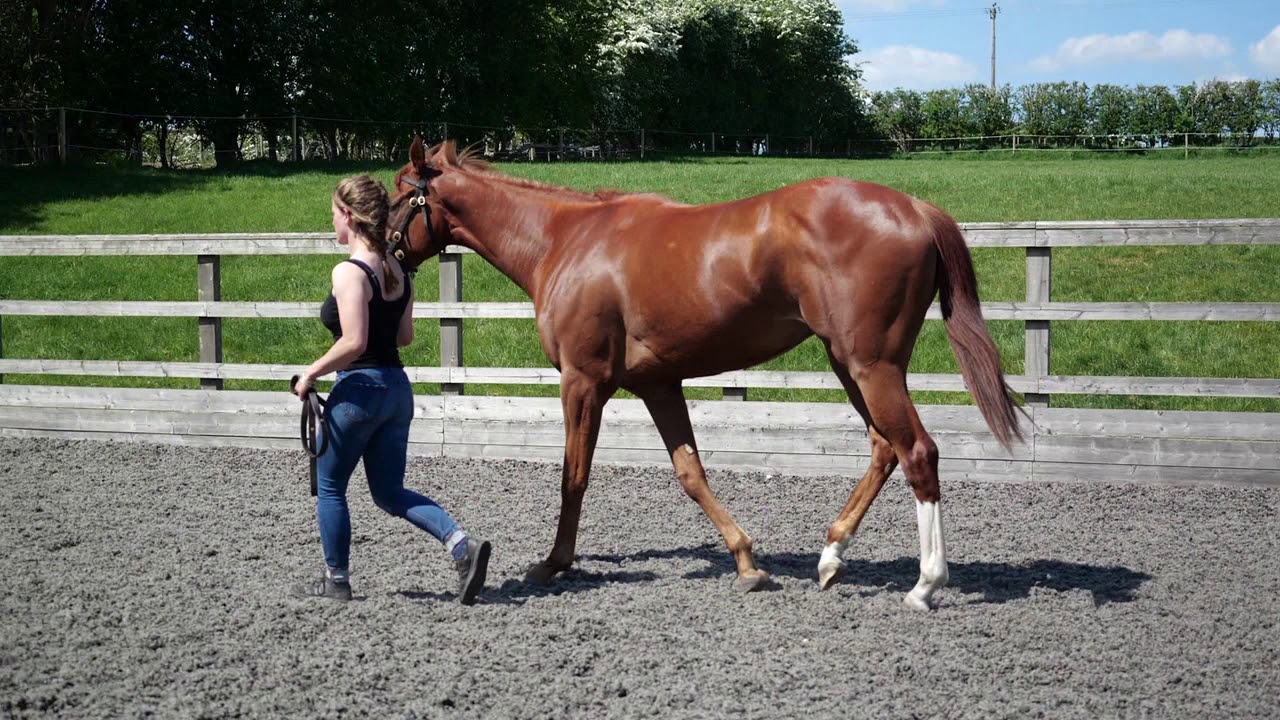 Church Farm & Horse Park Stud Night Of Thunder x Demesne YouTube