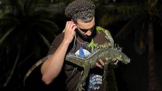 Exclusive Catching Exotic Invasive Lizards In South Florida Information
