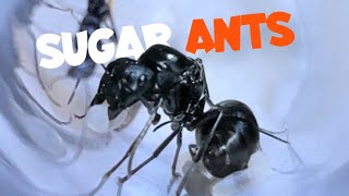 Sugar Ants Tour - species tour