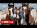 New video by BBC News on YouTube