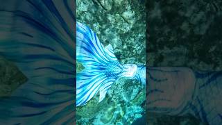 Mermaid swimming in freshwater spring ? #underwater #mermaid #gopro #mermaidtail #finfolk