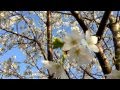 桜を撮りに行ってきた!【今年も綺麗だった】