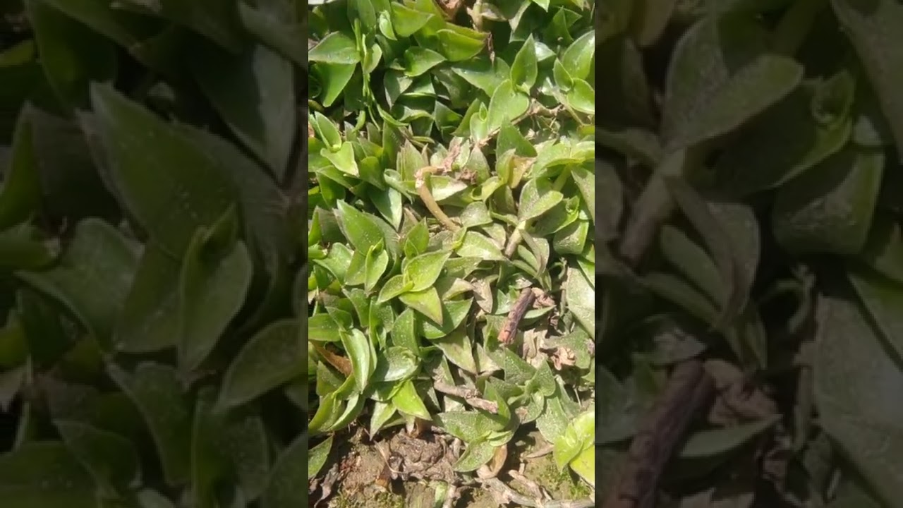 Callisia Navicularis