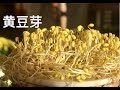 一个诀窍，教会你在家生黄豆芽，5天就能吃，how to sprout soy bean，用普通的豆子发黄豆芽的要点