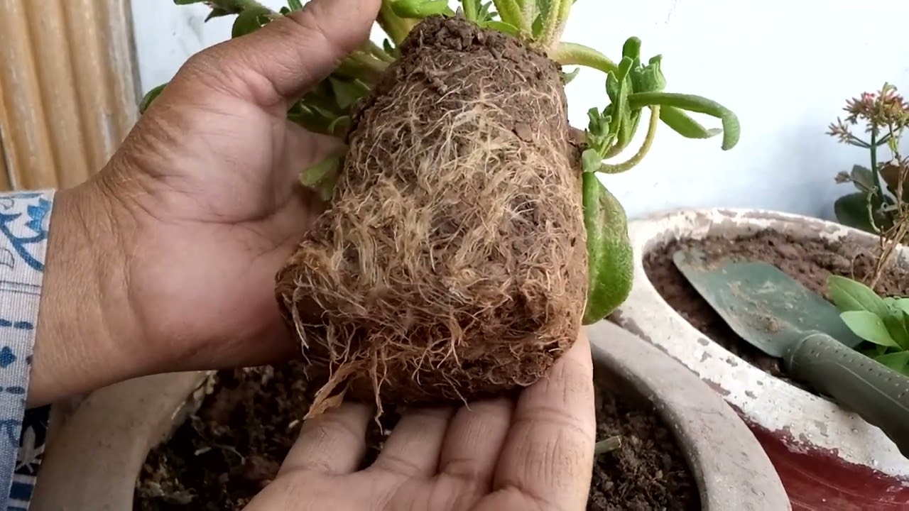 Ice plant repotting