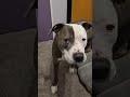 @dino_thor_able: Thor knows Dinner Time 🤣 #dog #dogvideos