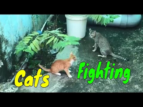 Video Cats Fighting For The 1st Time Seeing Each Others |... - youtube