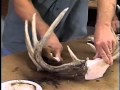 Staining Reproduction Antlers