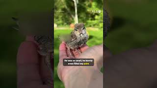 A gentle hand rescues a tiny, shivering bird from the pool just in time 🐦❤️  #BirdRescue #AnimalRes