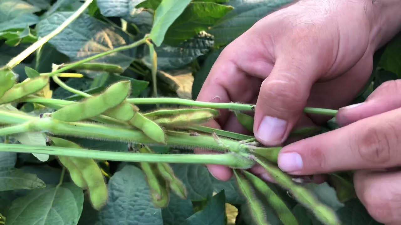 Çukurova’da 2. Ürün Soya Fasulyesi Yetişitiriciliği Bitki Besleme ve Genel Kontrolleri Soybeans