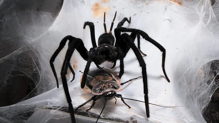Feeding some Funnel & Curtain Web Spiders 12| large roaches and grubs