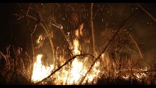 Incendie dans le Morbihan : 230 hectares ont déjà brûlé dans la forêt de Brocéliande