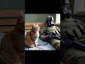 Cat animals pets funny ku cute animals catlover kucing cut cat the army the fainting start