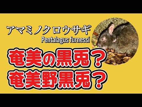 アマミノクロウサギ」は「奄美の」？「奄美野」？どっち？#80 - YouTube