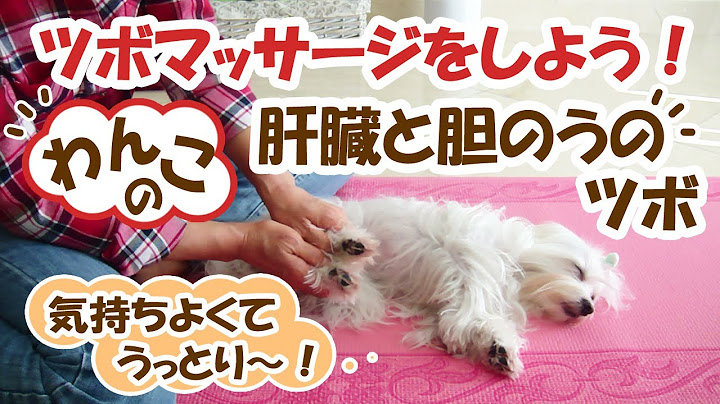 犬マッサージ ツボ 肝臓と胆嚢に効果のあるつぼ Dog Massage Acupressure Points Liver Gallbladder ペットのツボマッサージ Mar 14 13 Youtube