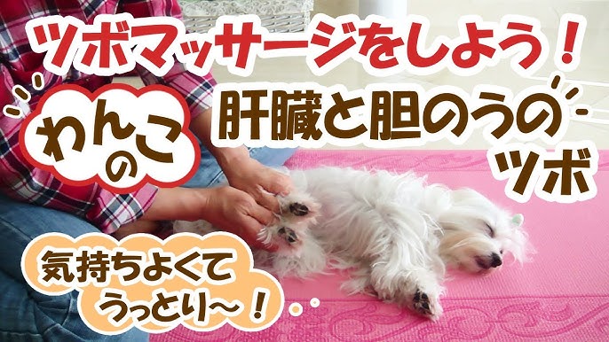犬マッサージ ツボ 肝臓と胆嚢に効果のあるつぼ Dog Massage Acupressure Points Liver Gallbladder ペットのツボマッサージ Mar 14 13 Youtube 犬マッサージ ツボ 肝臓と胆嚢に効果のあるつぼ Dog Massage Acupressure Points Liver Gallbladder ペットのツボマッサージ Mar 14 13 Youtube