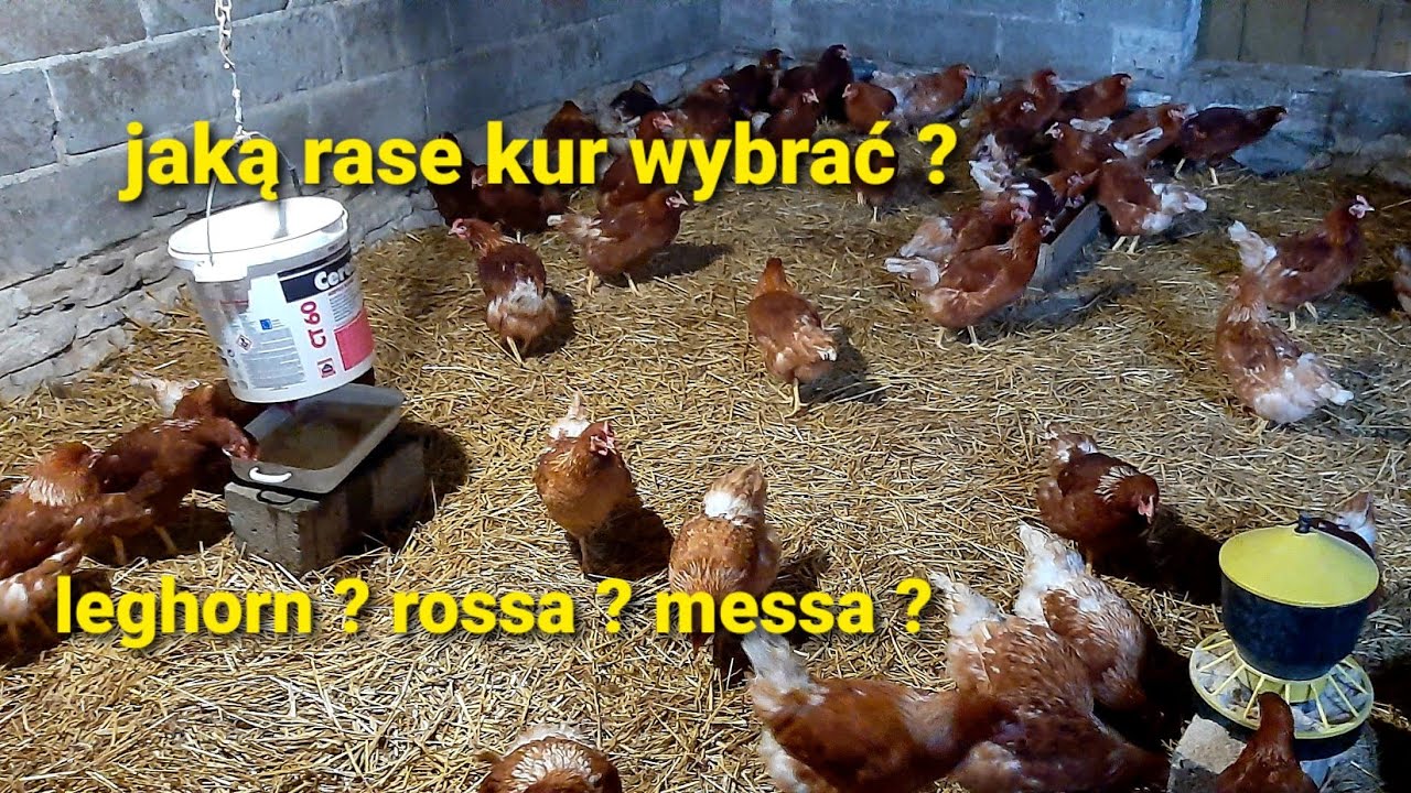 Jaką rasę kur wybrać? rosa? leghorn? messa? lohman? najlepsze jajka na świecie? egs chiken. vlog#8