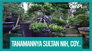 Mahal Tapi Cantik Kenali Dulu Bonsai Lohansung Sebelum Membeli