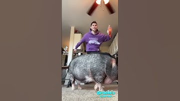 Can your pet do the Veggie Dance? #shorts