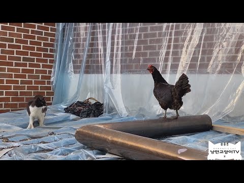 (ENGSUB)고양이 영역에  한성깔 하는 닭을 만난 코아의 반응