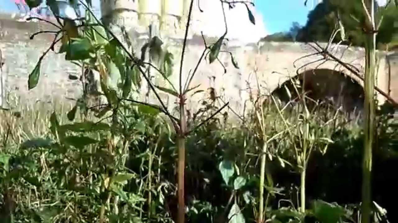 Ballistic or Mechanical Dispersal of Seeds in Balsam, Broom, Whin, etc