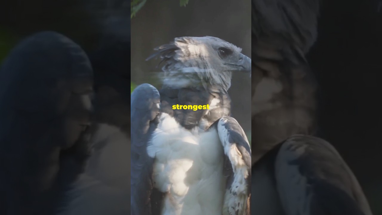 3 Unbelievable Animal Abilities You Must See!