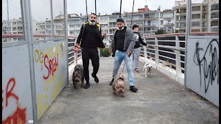 EGZOTİC BULLY VS FRENCH BULLDOG KÖPEKLER İLE GEZİ PARVOYLA BİTTİ